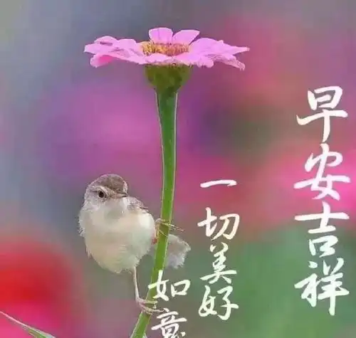 早上好微信问候语大全朋友早安表情包大全
