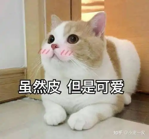 猫咪为什么用屁股对着你其实有这些意思
