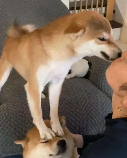 柴犬为了争宠,究竟有多绿茶...
