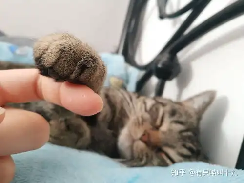 狸花猫可以漂亮到什么程度
