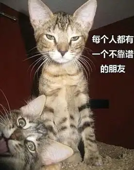 可爱的猫咪都被玩坏了
