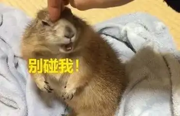 看了这部日剧才明白,原来长得好看的人用脸都这么野
