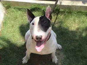 能打过狮子,斗过藏獒的,不是比特犬,是它网易订阅