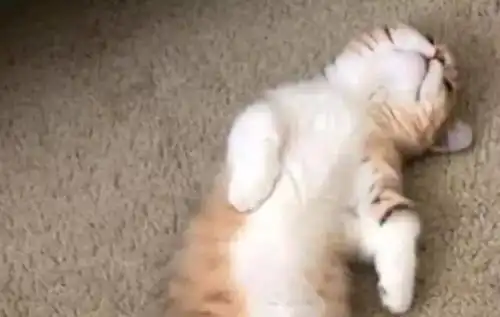 小猫咪睡觉被主人捉弄,醒后一脸的委屈,表情萌翻网友
