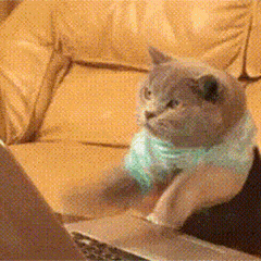 猫咪gif表情包
