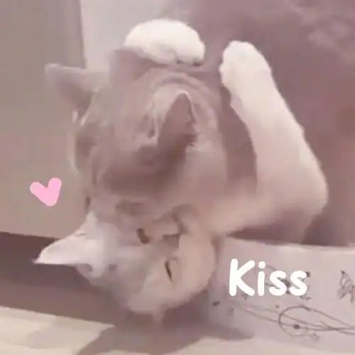 默认
