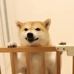 日本柴犬大福表情丰富走红网络满满治愈感一扫你阴霾
