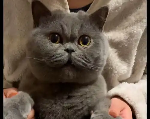 主人把蓝猫留家中过年,没几天它眼泪汪汪地看着监控,模样好可怜