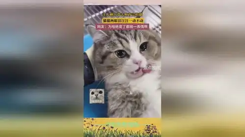 主人晒出带去绝育完的猫,猫猫两眼泪汪汪一动不动,网友为啥绝育了都统一表情啊
