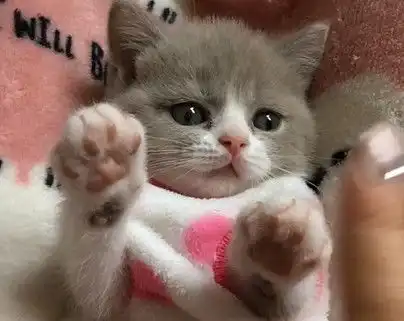 刚满月的小猫咪,跟铲屎官做游戏,一举一动萌化了
