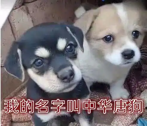 土狗获得权威认可更名唐狗,看不起土狗的你高攀不起
