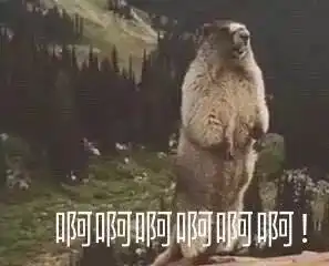 网友家的猫和一只土拨鼠是好朋友,每天都是这么腻歪,好羞涩...
