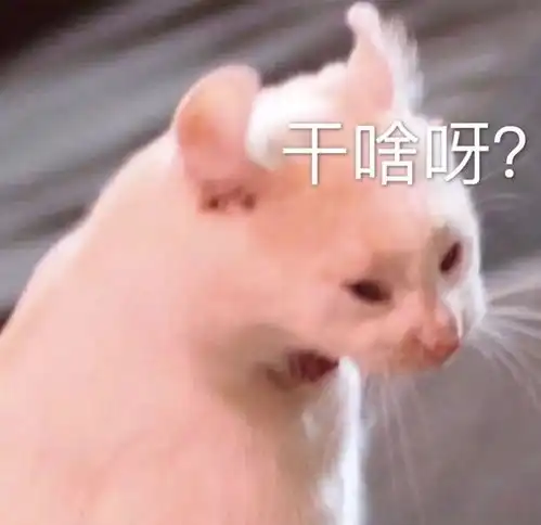 猫咪表情包投降,投降,我投降
