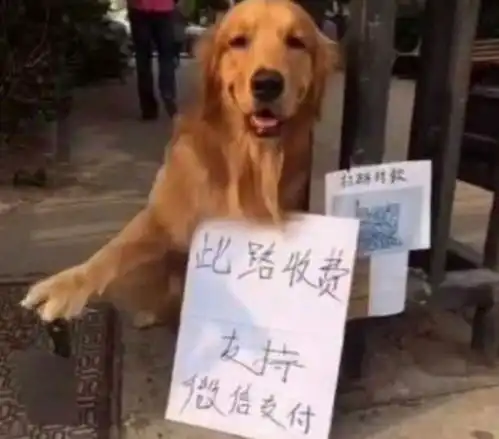 金毛路边摆摊,霸气的摁着大菜刀,网友我被一只金毛打劫了
