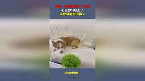 狗狗一做错事就这个表情,心思都写脸上了,连耳朵都知道错了
