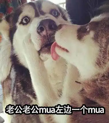 来一波宠物届行走的表情包,其实都是二傻子