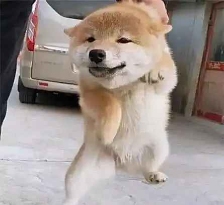 柴犬被提到半空,四条小腿不停的滑动,狗狗莫不会以为在游泳吧
