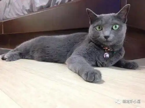 最受欢迎的10种猫的排名,第九种你见过么