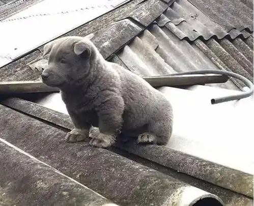 越南出现一只像猫的土狗,表情多得像二哈,嘚瑟样子反而迷倒众人
