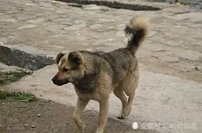 土狗犯错毫无悔意,大叔直接下锅炖,接下来狗狗的表情绝了
