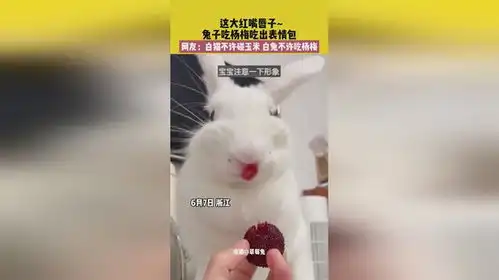 6月7日浙江,这大红嘴唇子兔子吃杨梅吃出表情包,网友白猫不许碰玉米白兔不许吃杨梅
