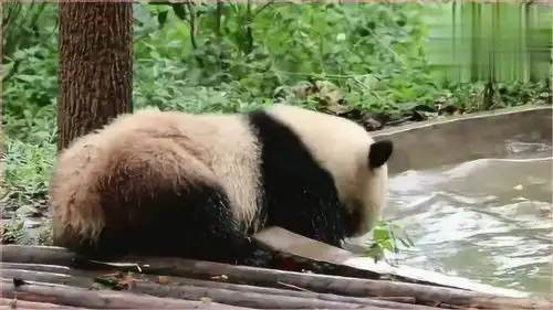 熊猫娇奥想泡澡又怕冷,好气熊呀这小表情跟小孩一样,好逗哦
