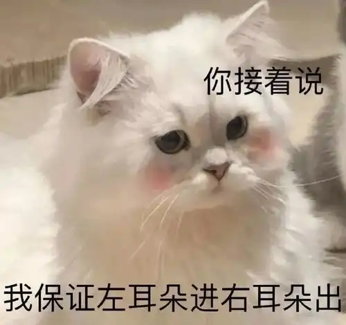 小猫表情包小猫咪能有什么坏心眼呢
