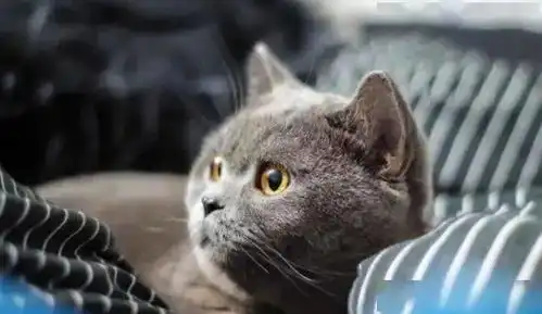 蓝猫第一次见到橘猫,很好奇的打量它,接着用爪子拍了拍它的头
