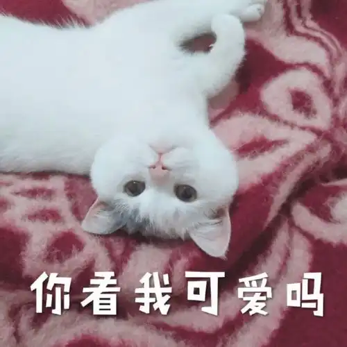 表情包猫猫表情委屈到自闭
