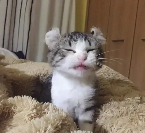 女孩养了一只猫,两年后,猫变成了钢铁直男
