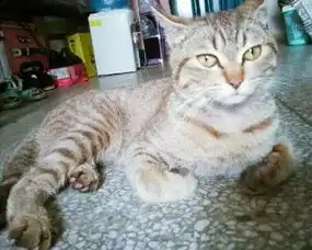 橘猫一到学生寝室就假摔碰瓷,只想混点鱼干,却被做成了表情包
