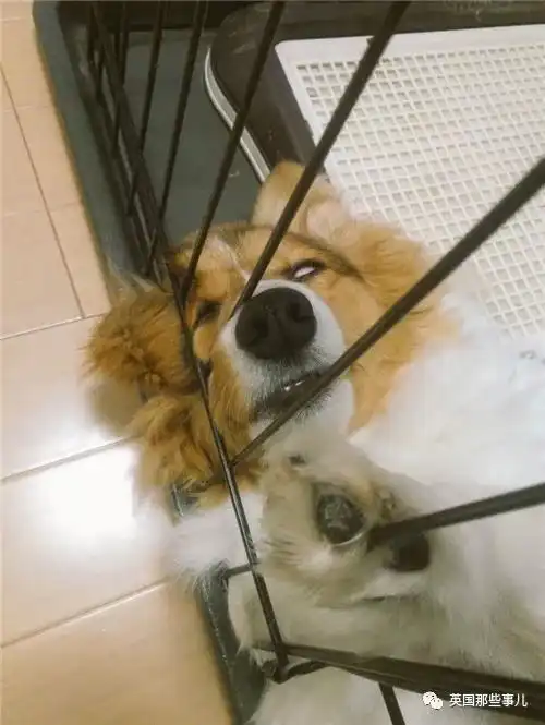 傻狗表情包什么意思汪星人