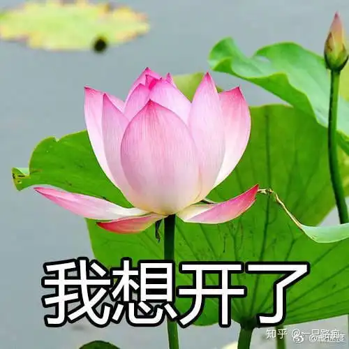 你用过哪些成套的表情包
