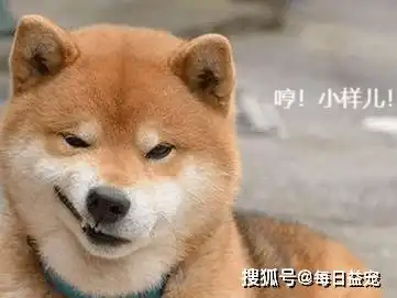 盘点那些自带笑点的狗狗,你觉得哪个最搞笑
