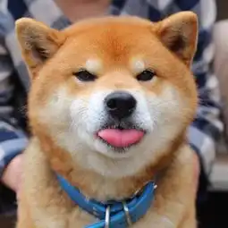 表情包比哈士奇还多,全世界都被这只柴犬圈粉
