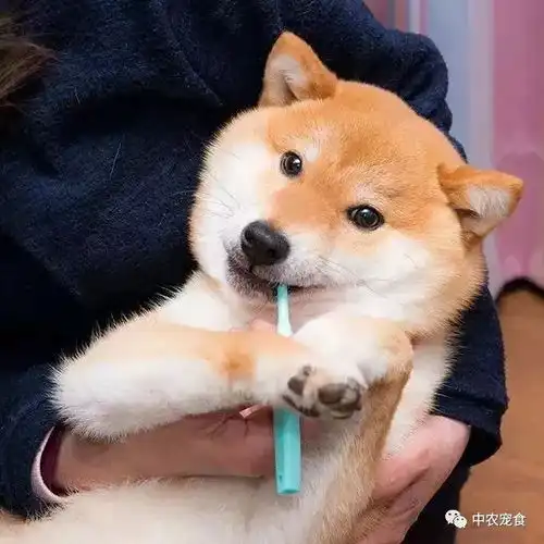 视频家有可爱柴犬,爱做保姆爱刷牙
