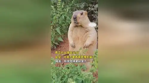 真正的土拨鼠尖叫,鼠鼠大家不要再被表情包骗了网友听完觉得更好笑了
