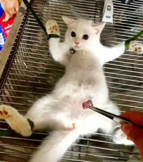 猫咪被带去做绝育,看到主人拿来的蛋蛋,做出的表情让人大笑