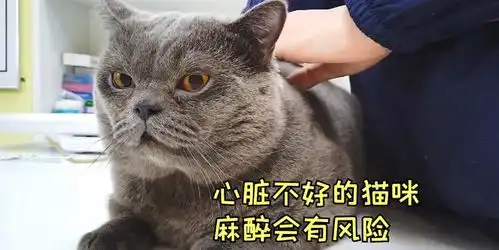 女子带蓝猫去做绝育,却被医生给拒绝了这个手术暂时做不了
