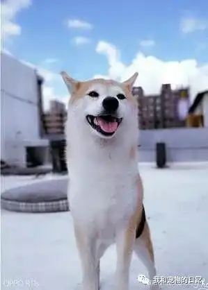 贪吃柴犬在路上看到摊位卖烤乳猪后,竟逼主人这样做,眼神亮了
