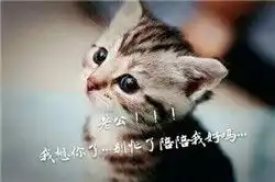 喊老公表情包2017最新猫喊老公抱抱的表情包带字
