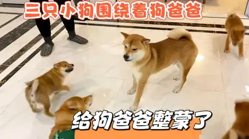 3只3个月的小柴犬围绕着爸爸玩耍,看狗爸爸的表情似乎有点紧张
