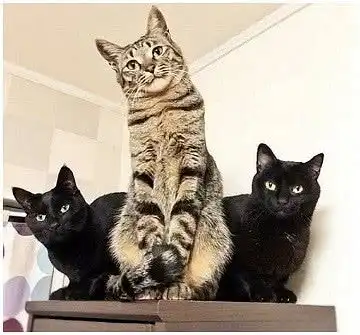 主人给猫主子拍照,中间那只姿势让他惊呆了,网友成精了
