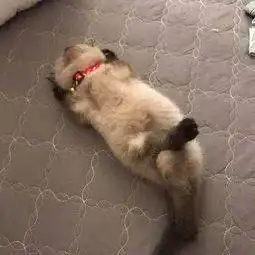 教你从猫咪的睡姿中读懂它的情绪
