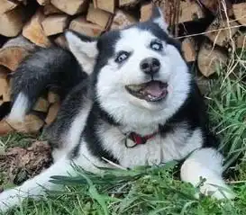 阿拉斯加犬刚到农村,就被一群土狗尾随,阿拉都走开,我不相亲
