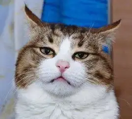 如果铲屎官是航空箱,如何让猫咪爱上航空箱呢
