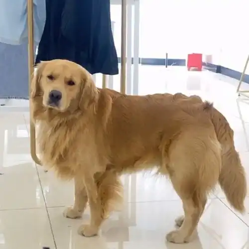 金毛这样的表情看着主人,主人都蒙圈了,不知道为什么
