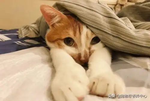 猫咪被吓的竟飞扑到男主人怀里,表情委屈,惹人怜爱
