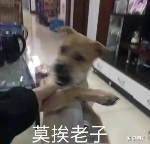 为什么舔狗不得house
