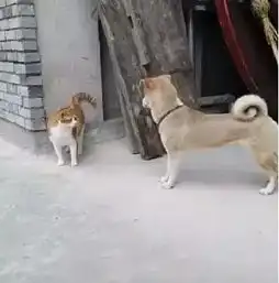 橘猫偶遇小土狗,下一秒就碰瓷倒地
